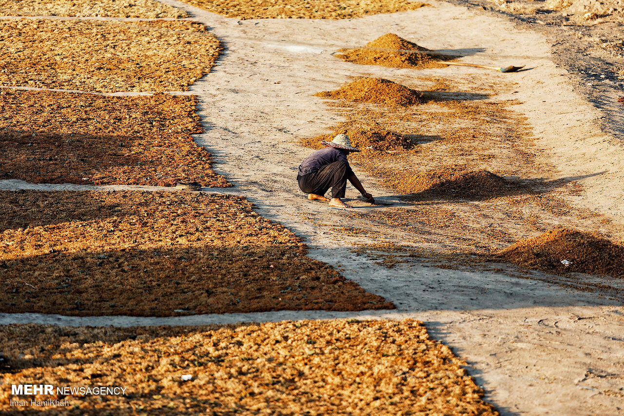 کشمش خلیلآباد؛ سرمایهای ملی زیر سایه خشکسالی و بیثباتی بازار
