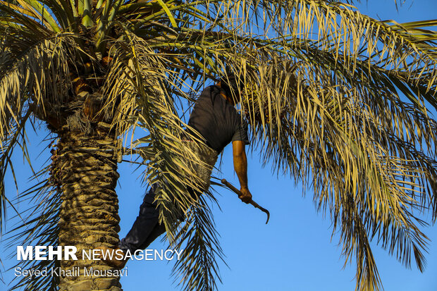 خرمای خوزستان؛ طلای شیرین نخلستانها در فصل برداشت