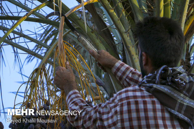 خرمای خوزستان؛ طلای شیرین نخلستانها در فصل برداشت