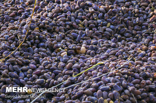 خرمای خوزستان؛ طلای شیرین نخلستانها در فصل برداشت