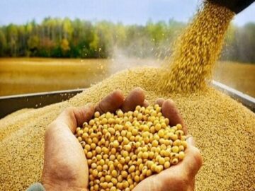 ذخایر نهاده‌های دامی کشور در وضعیت مطلوب و جای نگرانی نیست