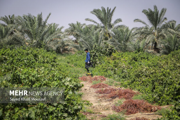 خرمای خوزستان؛ طلای شیرین نخلستانها در فصل برداشت