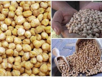 طلای دیم‌زارهای کرمانشاه در جیب دلالان برشته می‌شود