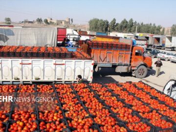 رشد ۴۰ درصدی صادرات کشاورزی و کاهش ۲۵ درصدی واردات در دولت چهاردهم