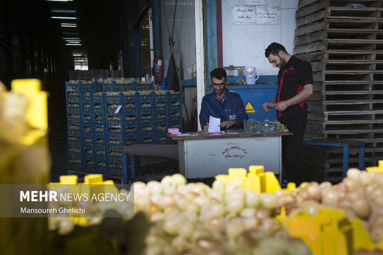 کشمش خلیلآباد؛ سرمایهای ملی زیر سایه خشکسالی و بیثباتی بازار