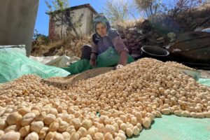 رونمایی از مستند «شفق» با موضوع نخودبریزی در خمینی‌شهر