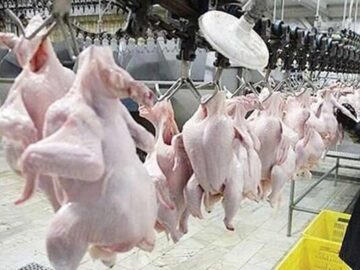 اجرای سیاست‌های تنظیم بازار برای کاهش نوسانات قیمت مرغ