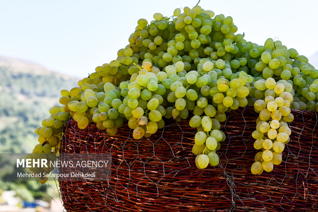 کشمش خلیلآباد؛ سرمایهای ملی زیر سایه خشکسالی و بیثباتی بازار