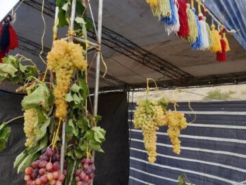 سومین جشنواره ملی انگور در مشگین‌شهر برگزار می‌شود