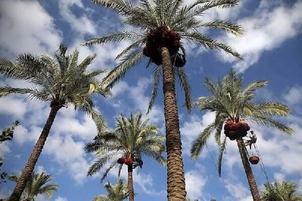 تولید ۲۰۰ هزارتن محصول از نخلستانهای بوشهر؛ صنایع تبدیلی گسترش یابد