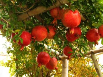 جشنواره ملی انار در کوهدشت برگزار می‌شود