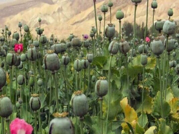 ضرورت داروهای مشتق از تریاک برای بیماران صعب العلاج