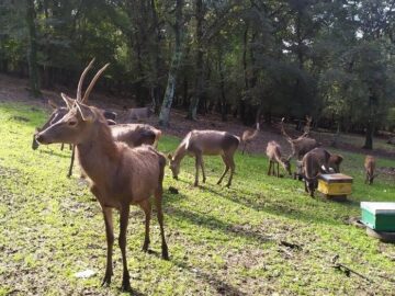 مشاهده و ثبت یک رأس گوزن زرد ایرانی متولد سال جاری در سایت فندقلو