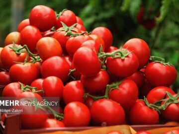 پرداخت ۱۰۰ درصدی بهای گوجه فرنگی خریداری شده از کشاورزان گلستانی