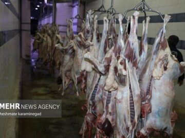 حدود ۵۰۰ هزار دلار مطالبه واردکنندگان گوشت از دولت است