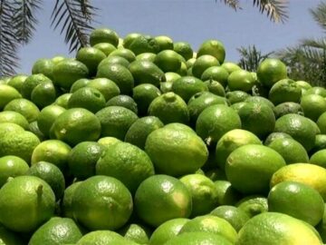 آغاز برداشت ۴۰ هزار تن لیمو ترش از باغستان های کهگیلویه و بویراحمد
