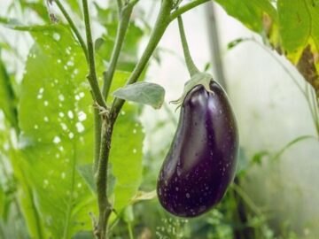 آغاز کشت پاییزه بادمجان در ۶۵۰ هکتار از اراضی قلعه قاضی بندرعباس