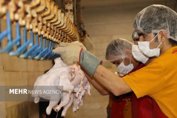 رد پای مرغ‌های غیر بومی در گرانی بازار همدان؛ کیفیت برابر قیمت نابرابر