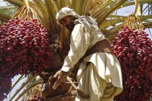 برداشت طلای سیاه از نخلستان های بروات بم