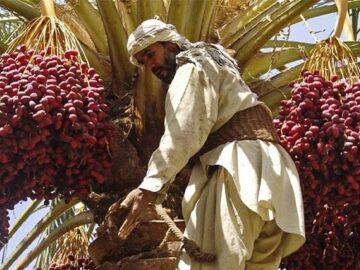 برداشت طلای سیاه از نخلستان های بروات بم