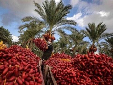 پیش بینی برداشت ۳۱۵۰ تن خرما در خراسان جنوبی؛ استان در رتبه ۹ تولید