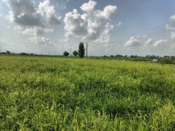 کشت دوباره برنج در بابل