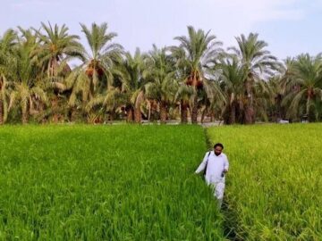 برداشت مکانیزه برنج از ۳۵۰ هکتار از شالیزار های شهرستان سرباز