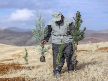 ۱۰ هزار نهال به جای درختان خشک در بجنورد کاشته شد