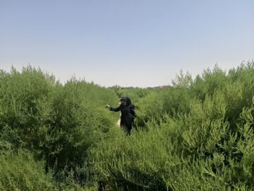 پایش تولید گیاهان مقاوم به شوری در بخش ایلخچی اسکو