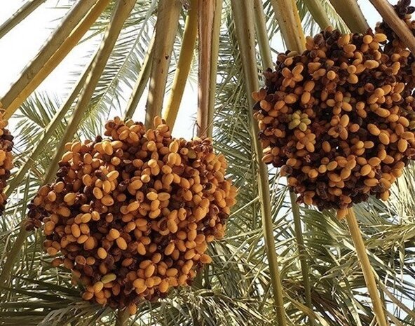 تولید ۲۰۰ هزارتن محصول از نخلستانهای بوشهر؛ صنایع تبدیلی گسترش یابد