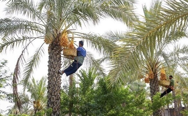 تولید ۲۰۰ هزارتن محصول از نخلستانهای بوشهر؛ صنایع تبدیلی گسترش یابد