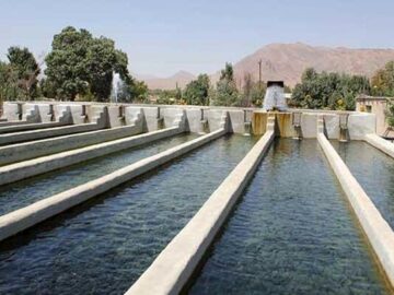 قطعی برق تولید ماهیان سردآبی در اردبیل را تحت فشار قرار داده است