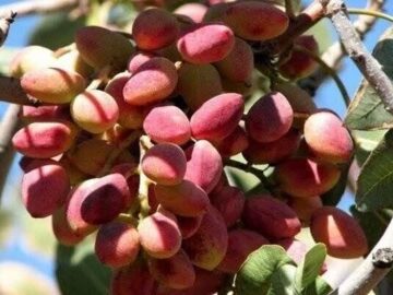 ورامین میزبان اولین جشنواره پسته با تمرکز بر زنجیره ارزش افزوده است