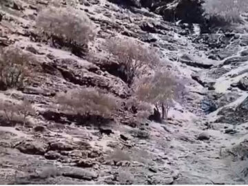 ثبت تصاویر دو قلاده پلنگ ایرانی در منطقه حفاظت شده سبزکوه