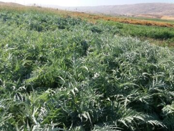 محدودیت تامین خوراک دام با استفاده از سیلاژ کنگر فرنگی برطرف می شود
