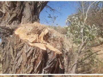 قطع درختان در روستای قهرآباد سقز بررسی شد