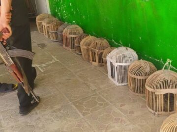 نجات ۱۴ قطعه کبک وحشی از دست متخلفان در سقز