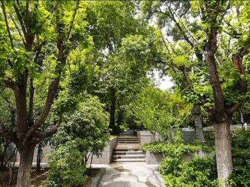 ماجرای جابجایی درختان در منطقه ۱۴ تهران برای ساخت بزرگراه