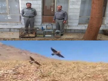 فروشندگان غیرمجاز پرندگان زینتی در بروجرد دستگیر شدند