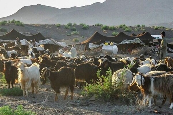 عشایر سیستان و بلوچستان، تولیدکننده یکچهارم گوشت قرمز استان