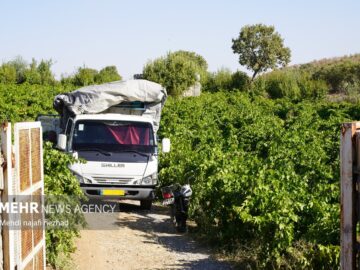 برگزاری جشنواره برداشت میوه‌های سردرختی در چناران