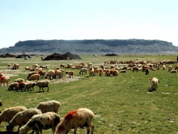 عشایر سیستان و بلوچستان، تولیدکننده یک‌چهارم گوشت قرمز استان