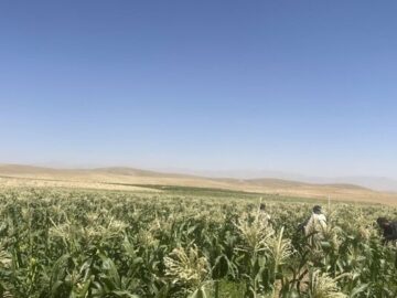 کشت ذرت مکزیکی در بن در راستای تنوع‌بخشی به محصولات کشاورزی
