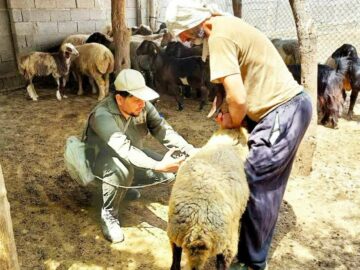 واکسیناسیون سراسری دام‌ها بر علیه بیماری تب برفکی در استان بوشهر