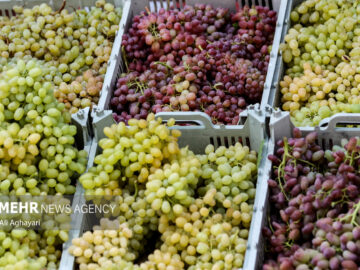برداشت ۱۰۰ هزار تن انگور از تاکستان‌های خراسان شمالی