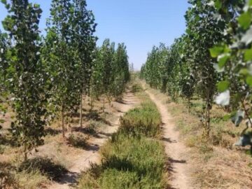 دهگلان پیشگام در توسعه زراعت چوب؛ ۱۵۰ هکتار زیر کشت صنوبر رفت
