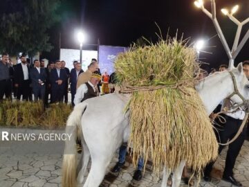 کیاشهر میزبان نخستین جشنواره شکرانه برنج شد؛روایت رنج کشاورز درشالیزار