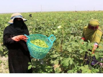 آغاز برداشت بامیه از مزارع شمیل بندرعباس